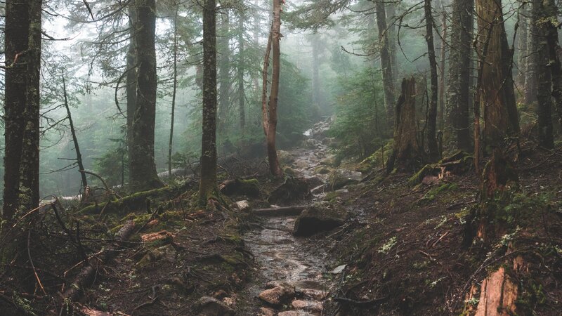 Mossy Forest Path — Green, Misty, Morning, Photograph, Trees, Stream