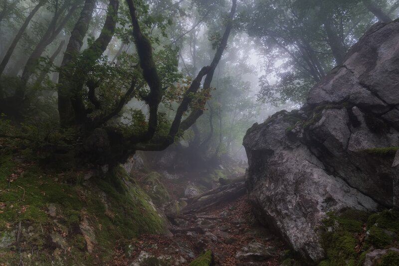 Mossy Forest Path — Green, Misty, Morning, Photograph, Trees