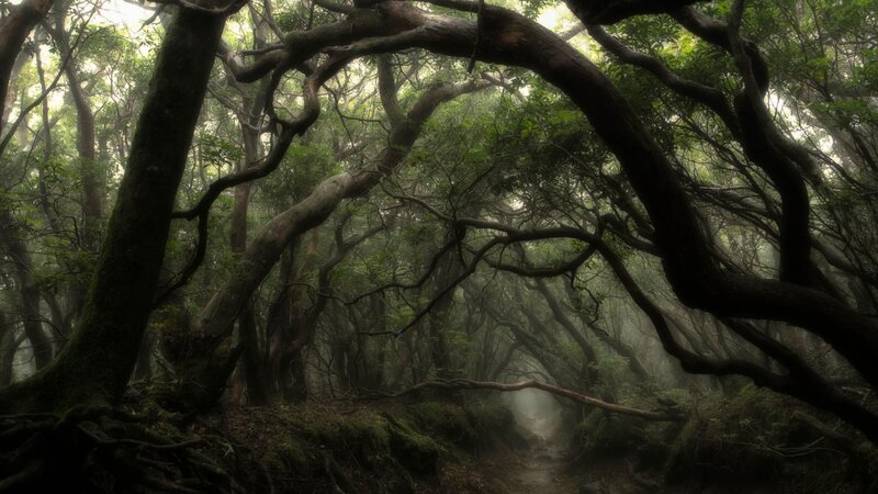 Mossy Forest Path — Green, Misty, Morning