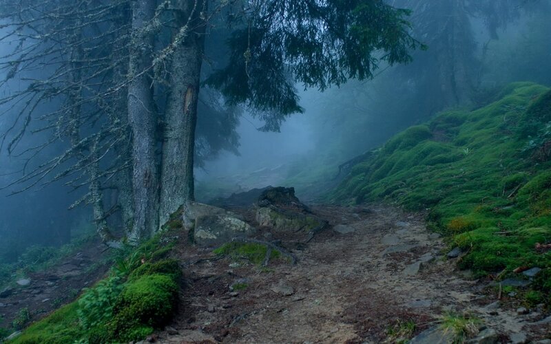 Mossy Forest Path — Green, Misty, Photograph
