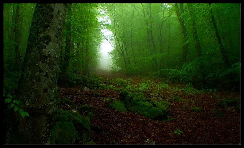 Mossy Forest Path — Green, Misty