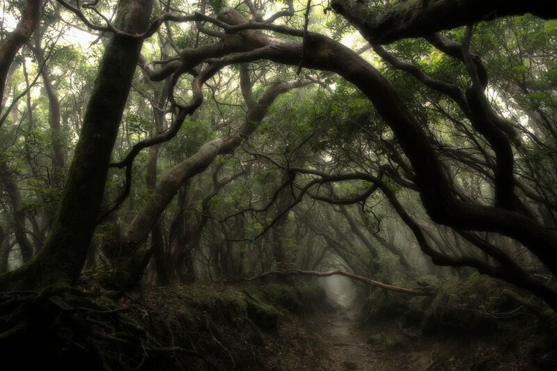 Mossy Forest Path — Green, Mysterious, Morning