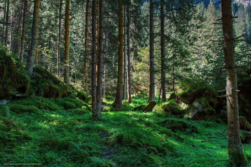 Mossy Forest Path — Green, Serene, Afternoon, Photograph