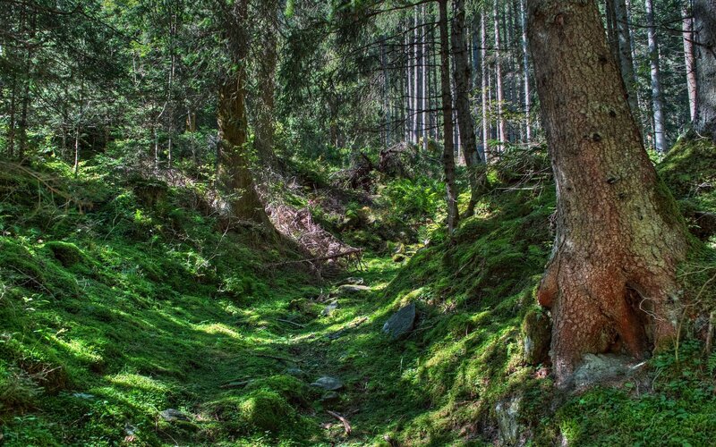Mossy Forest Path — Green, Serene, Afternoon