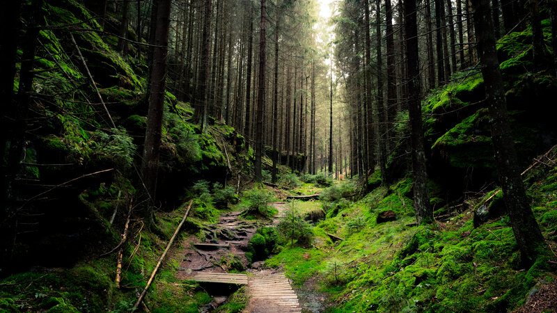 Mossy Forest Path — Green, Serene, Morning, Photograph, Trees, Rocks