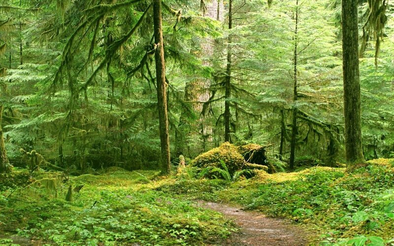 Mossy Forest Path — Green, Serene, Morning, Photograph, Trees