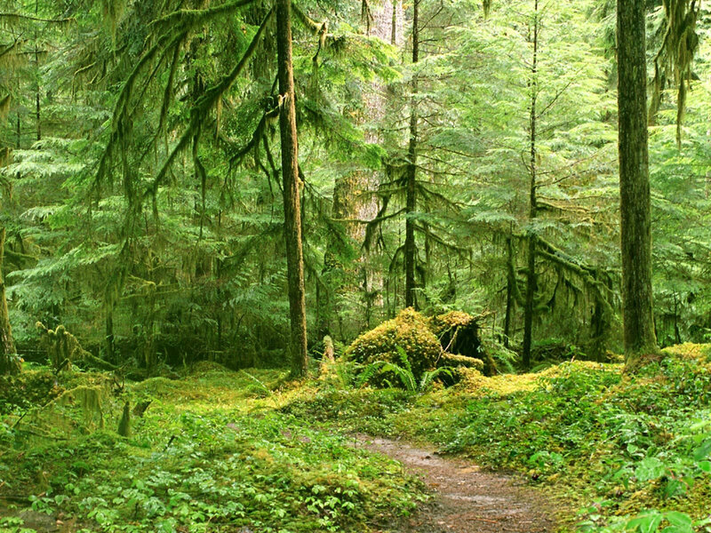 Mossy Forest Path — Green, Serene, Morning