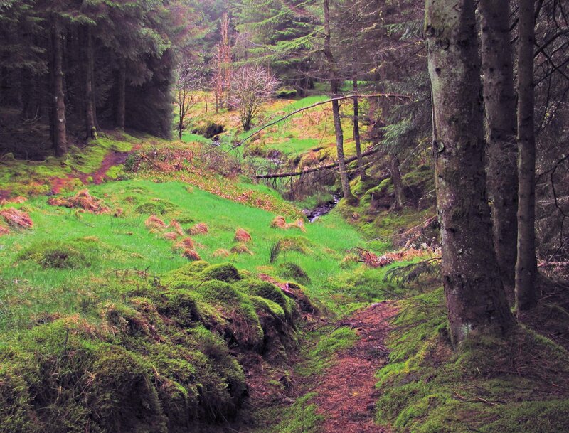 Mossy Forest Path — Green, Serene, Photograph