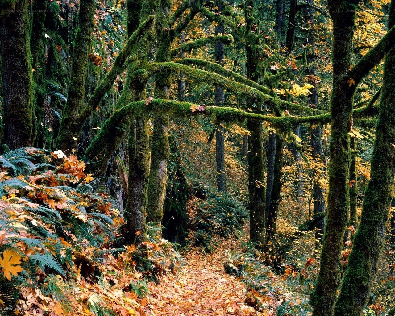 Mossy forest path in autumn
