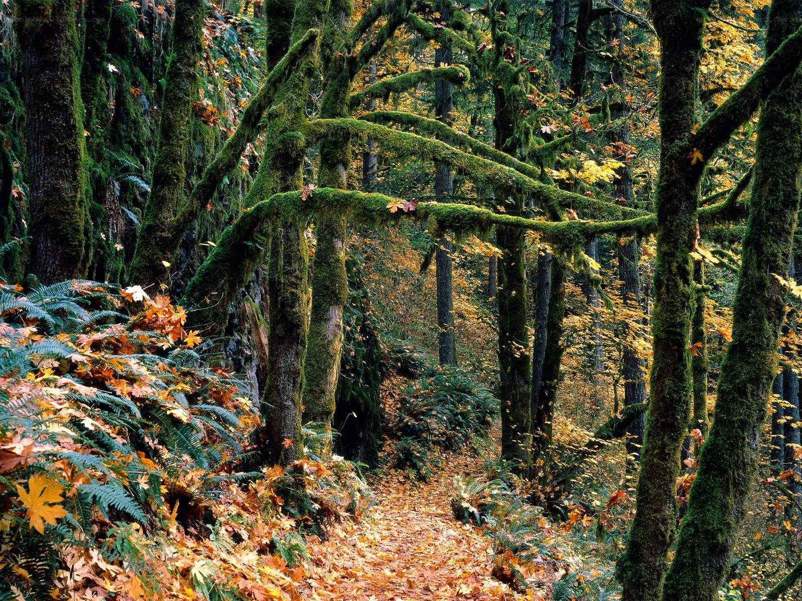 Mossy forest path in autumn