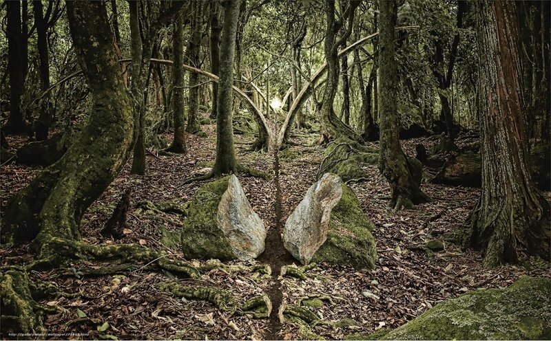 Mossy forest path