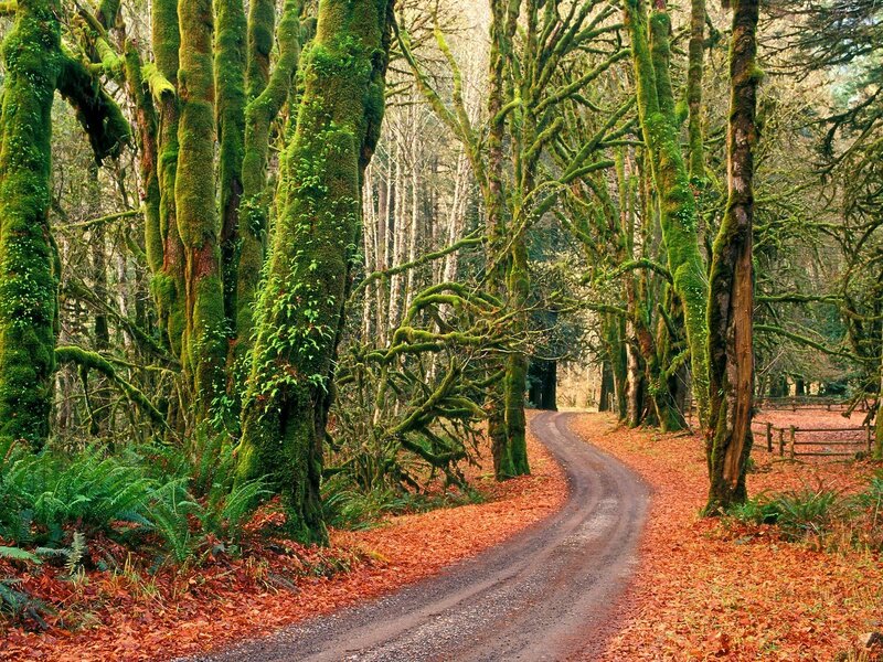 Mossy forest path with autumn leaves