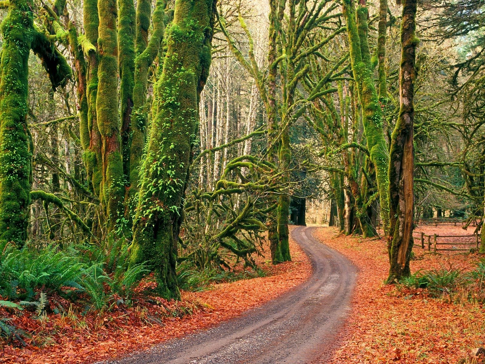 Mossy forest path with autumn leaves