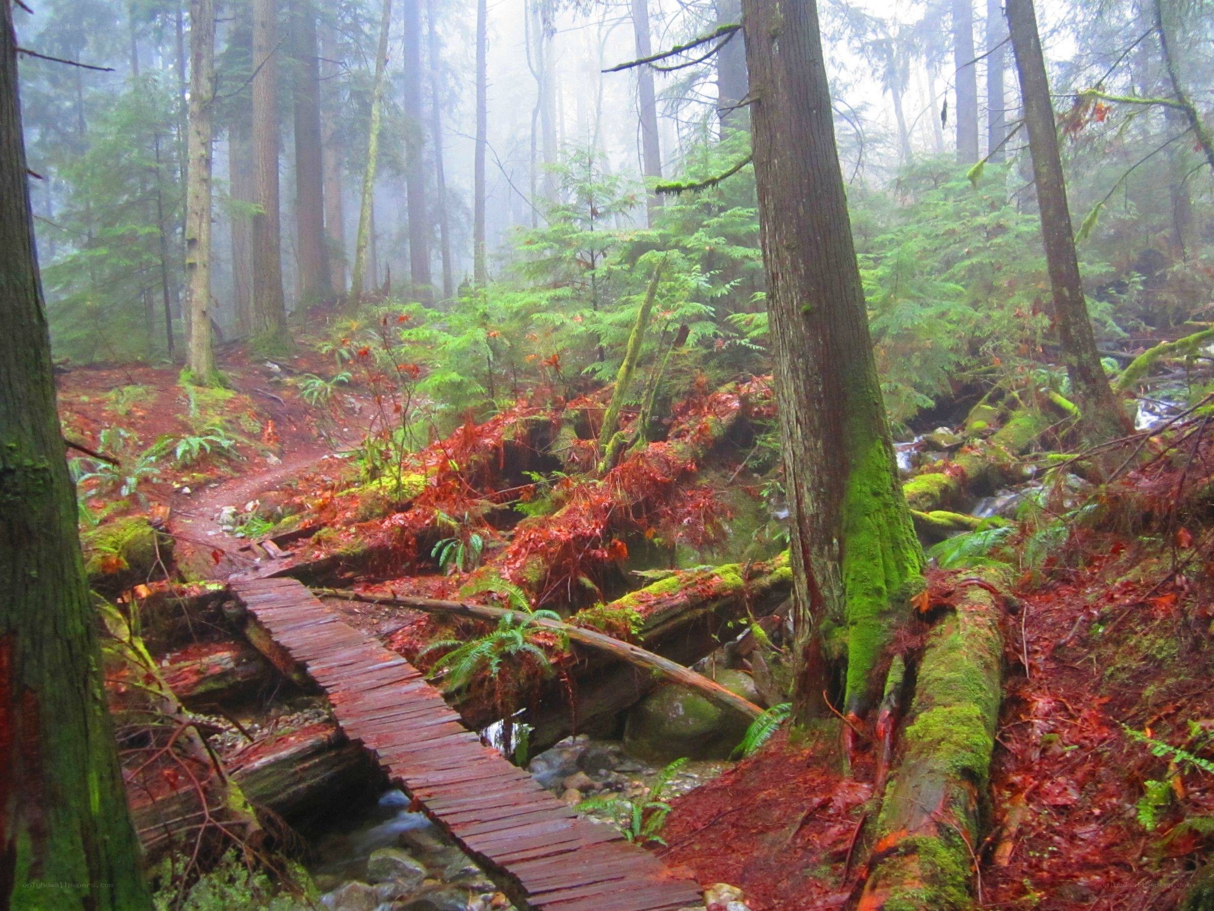Mossy forest path with wooden bridge