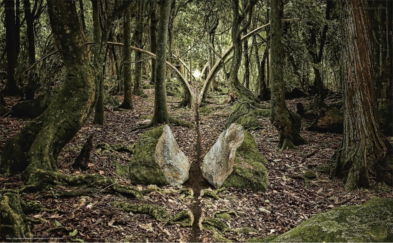 Mossy forest path