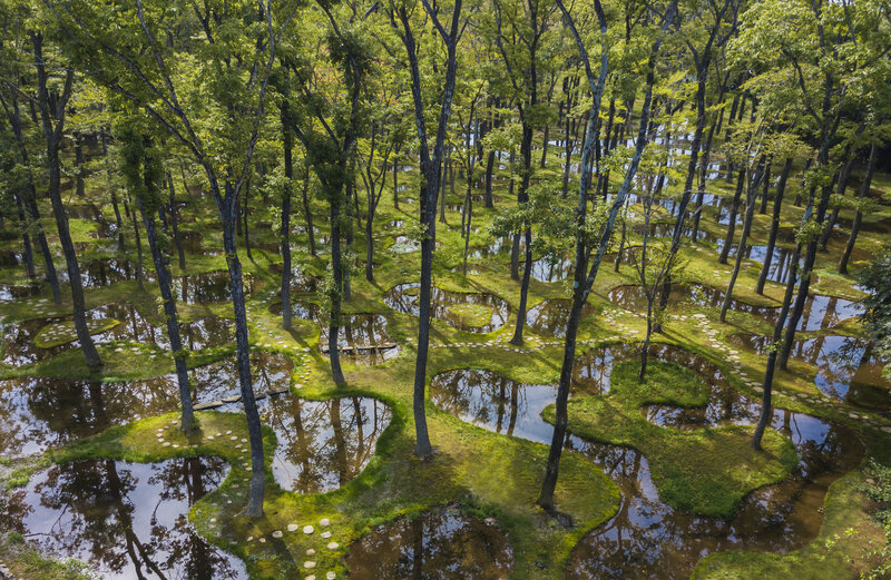 Mossy Forest Pond — Green, Serene