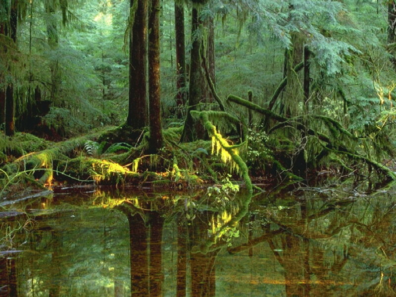Mossy forest pond reflection