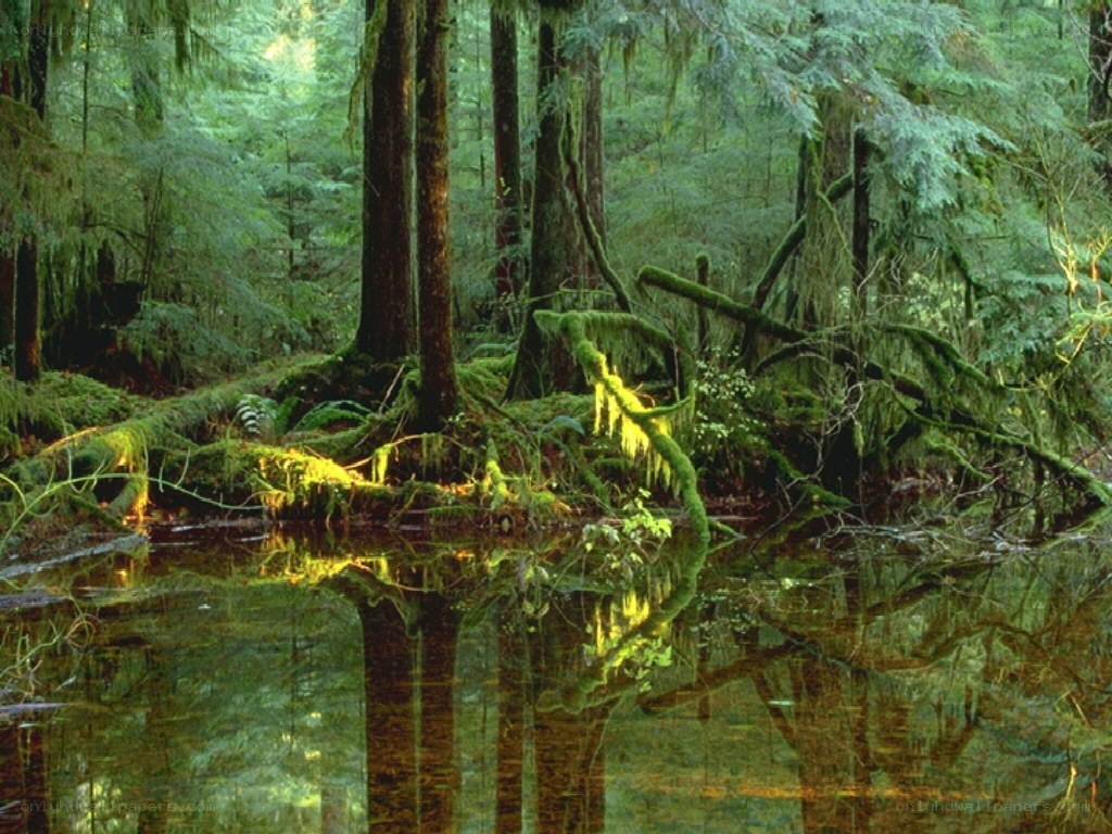 Mossy forest pond reflection