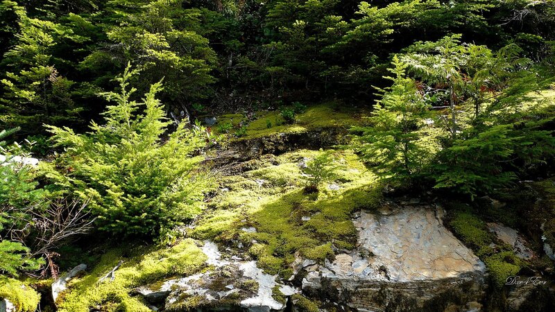 Mossy forest rocks