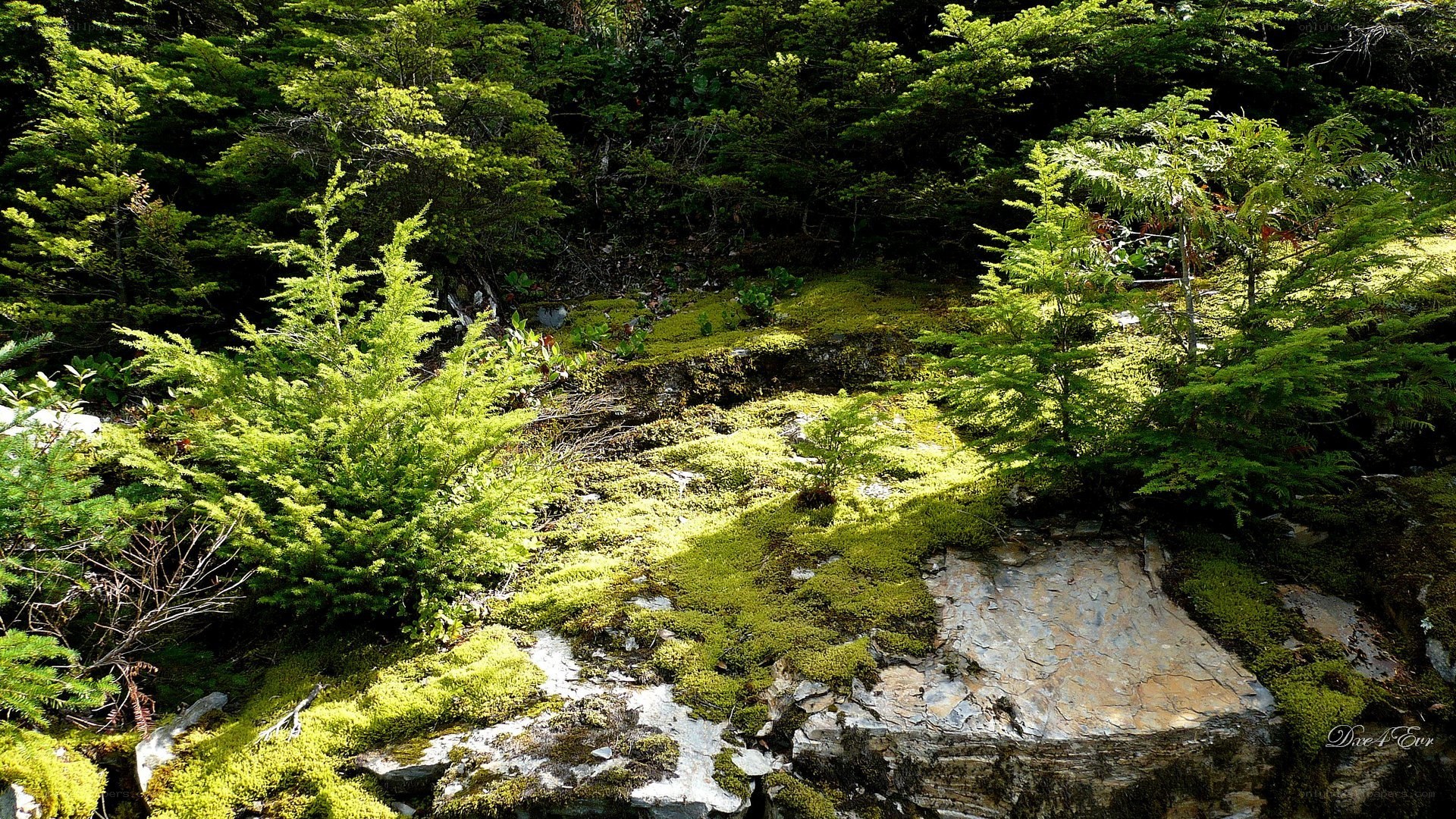 Mossy forest rocks
