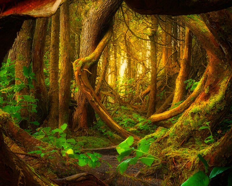 Mossy Forest Roots — Green