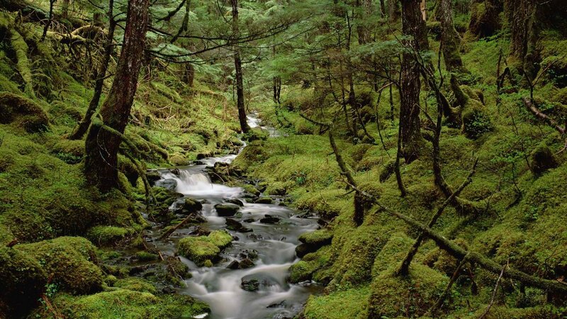 Mossy forest stream