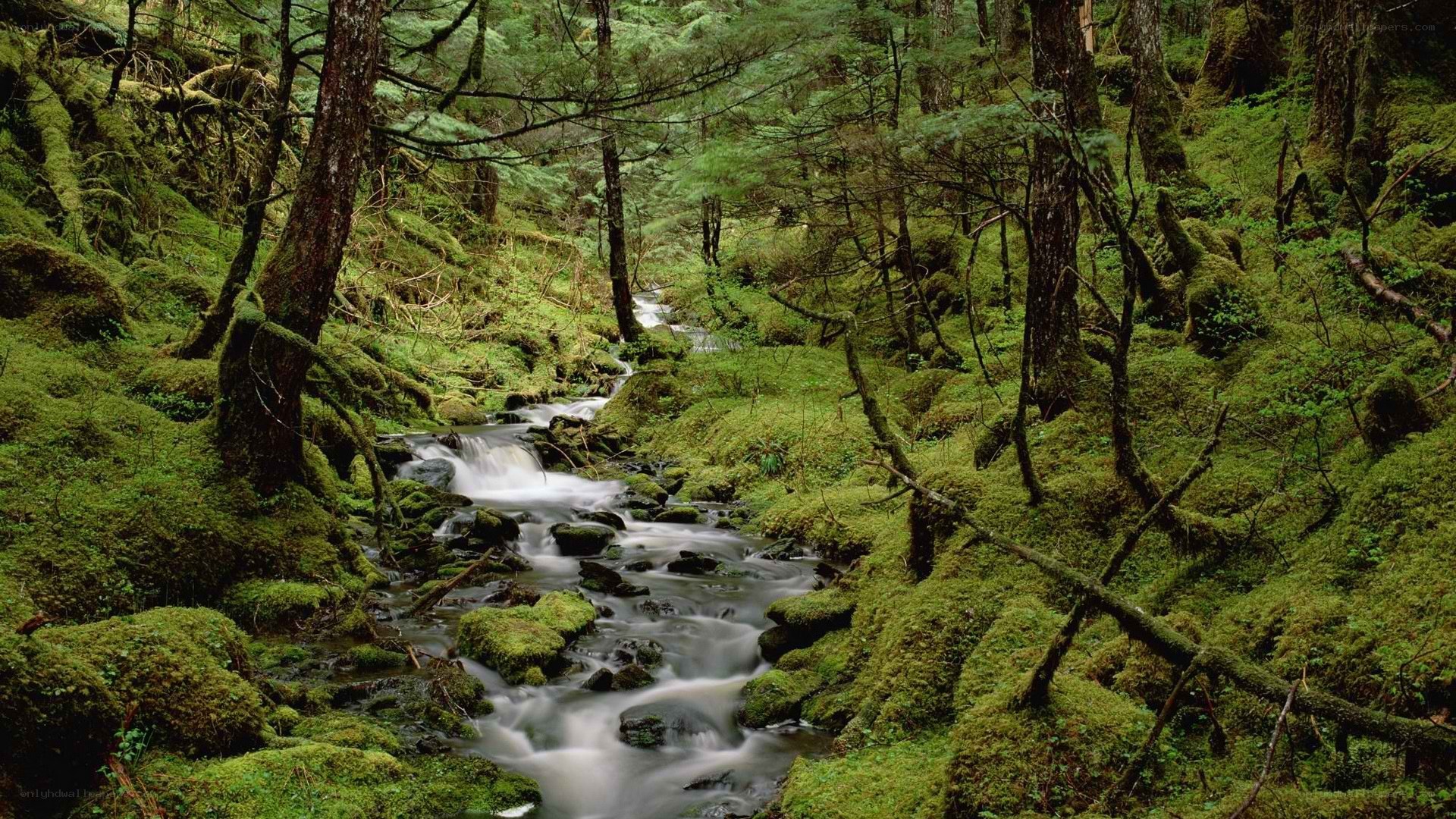 Mossy forest stream