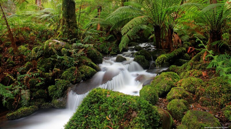 Mossy forest stream
