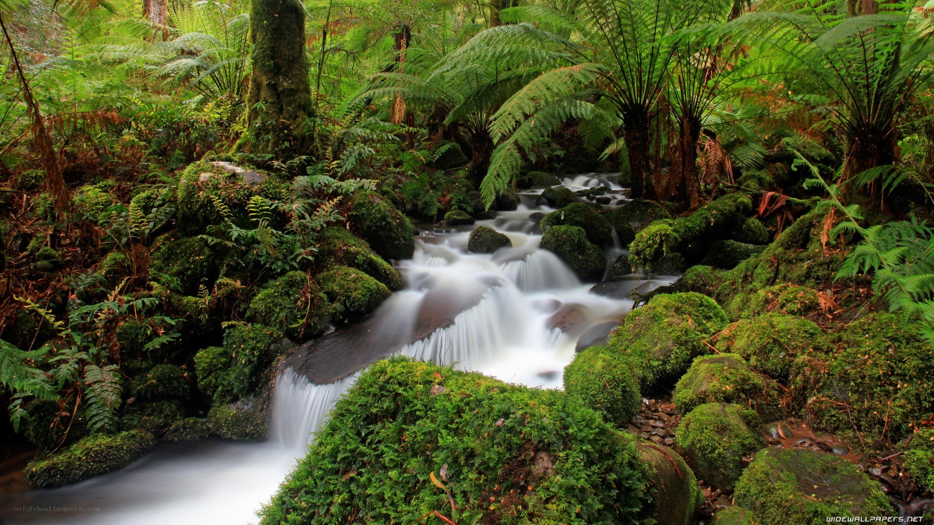 Mossy forest stream
