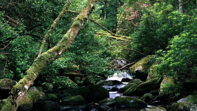 Mossy forest stream