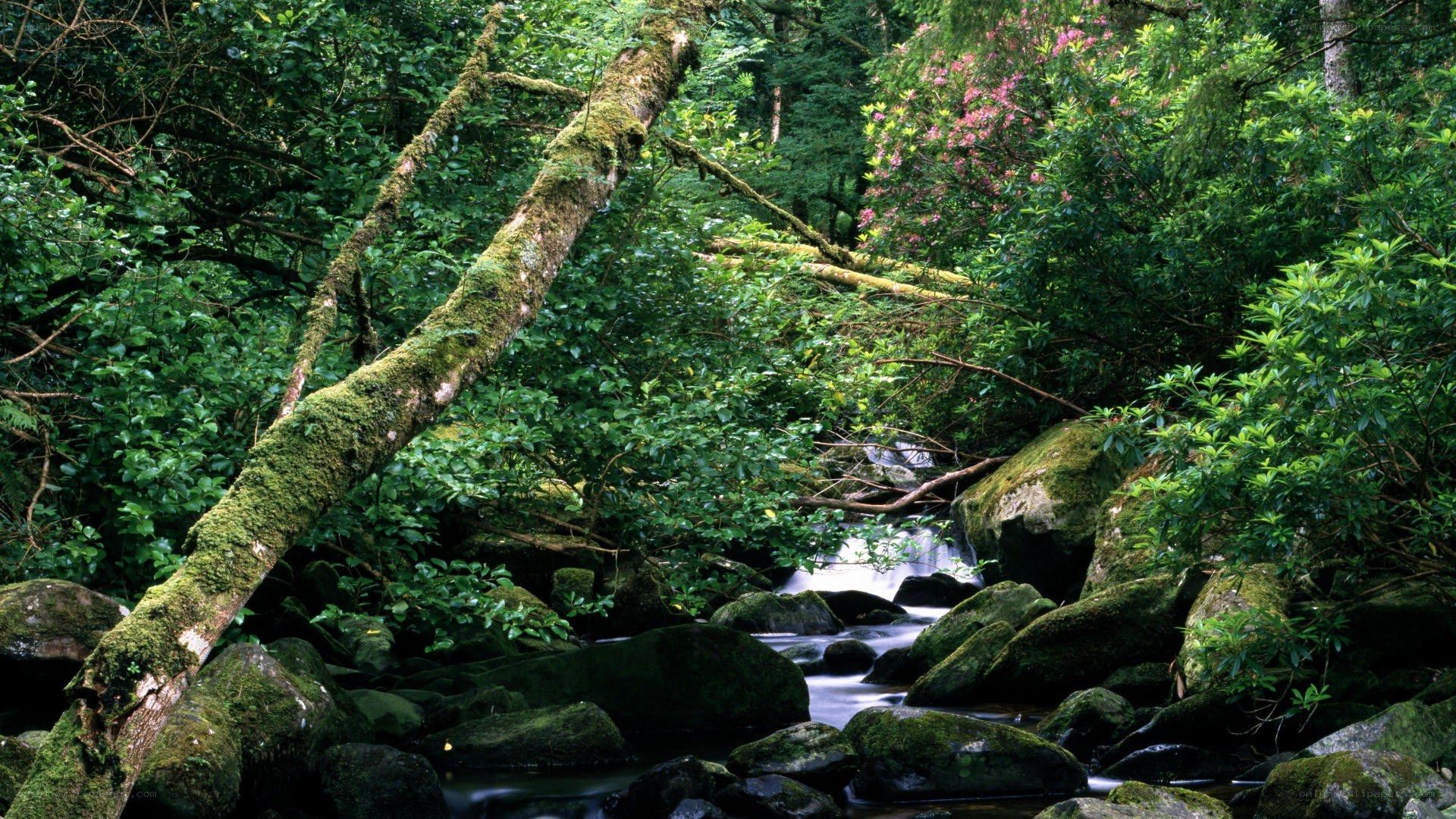 Mossy forest stream