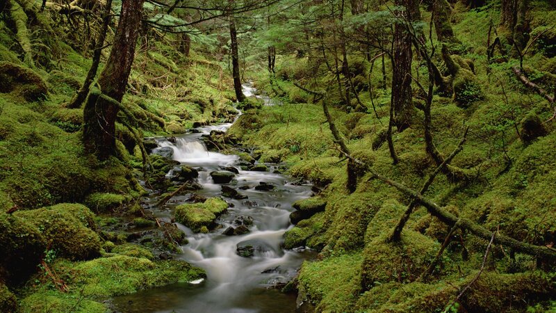 Mossy forest stream