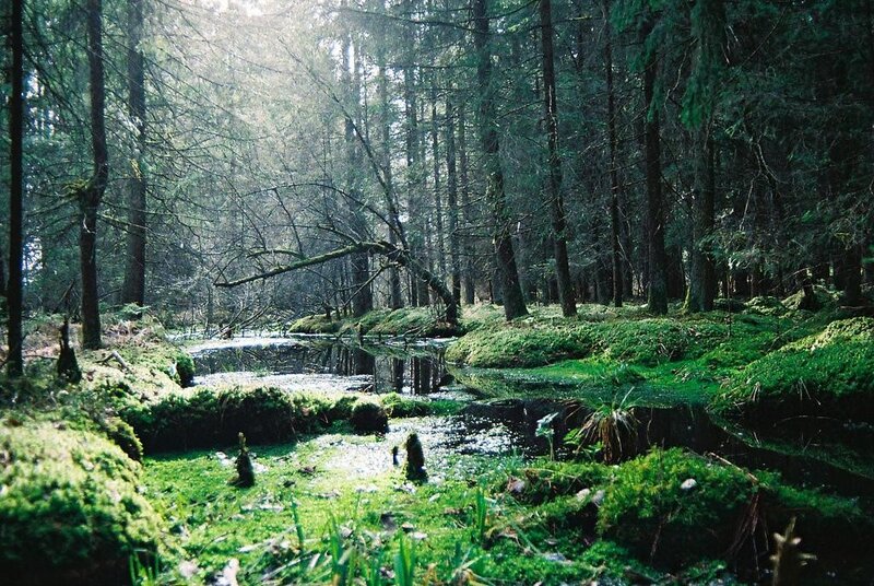 Mossy forest stream