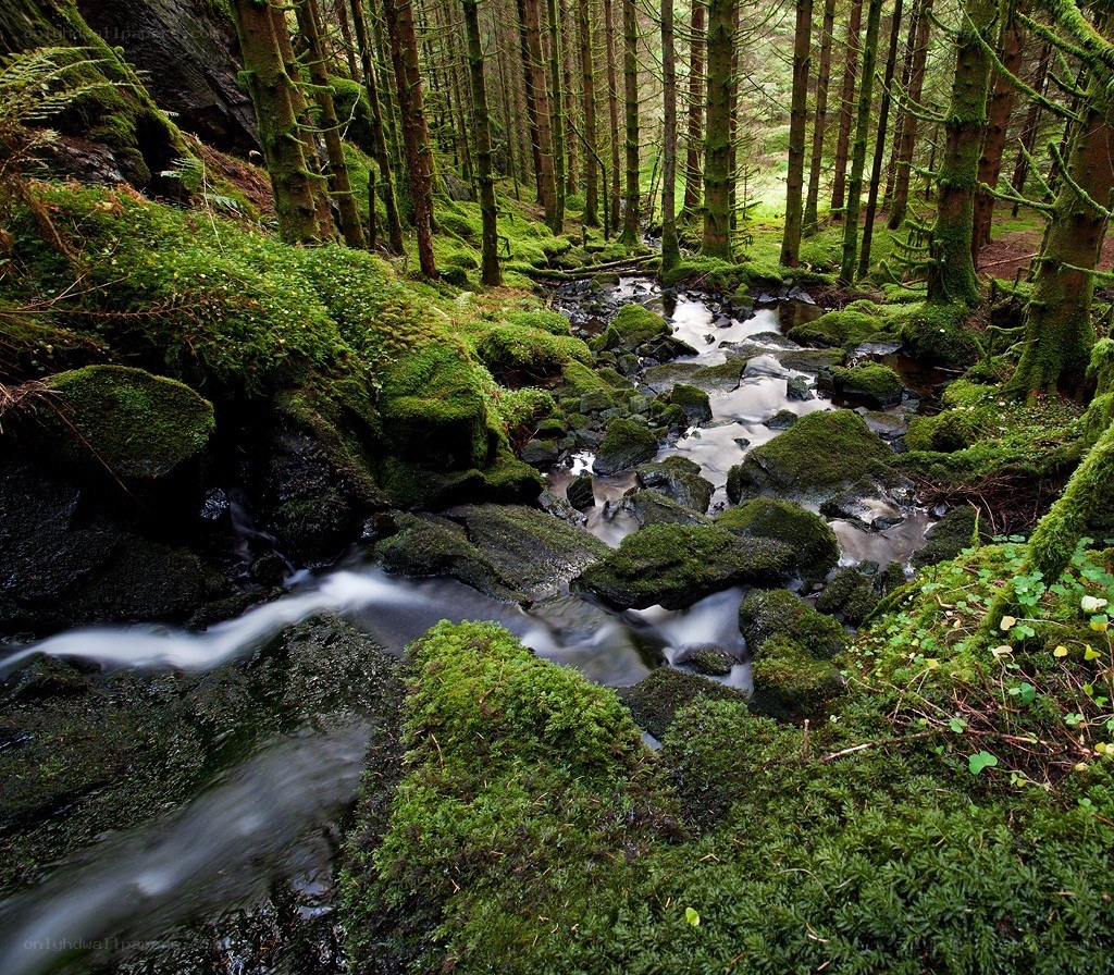 Mossy forest stream