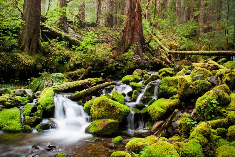 Mossy forest stream