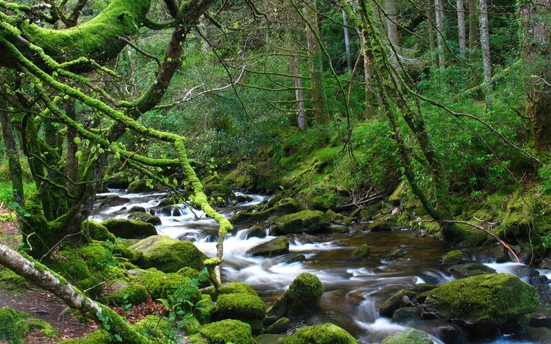 Mossy forest stream