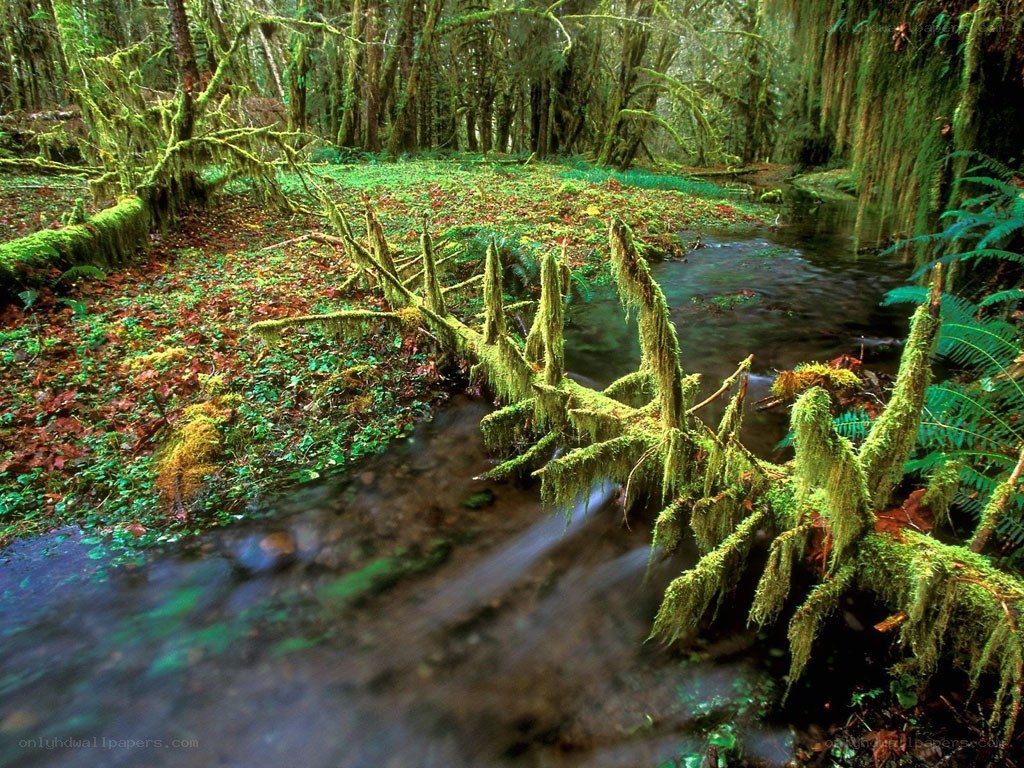 Mossy forest stream