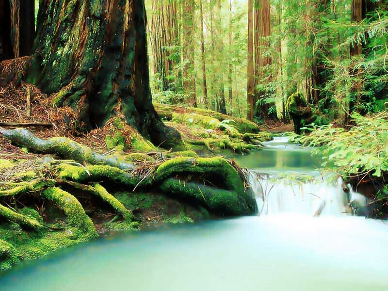Mossy forest stream