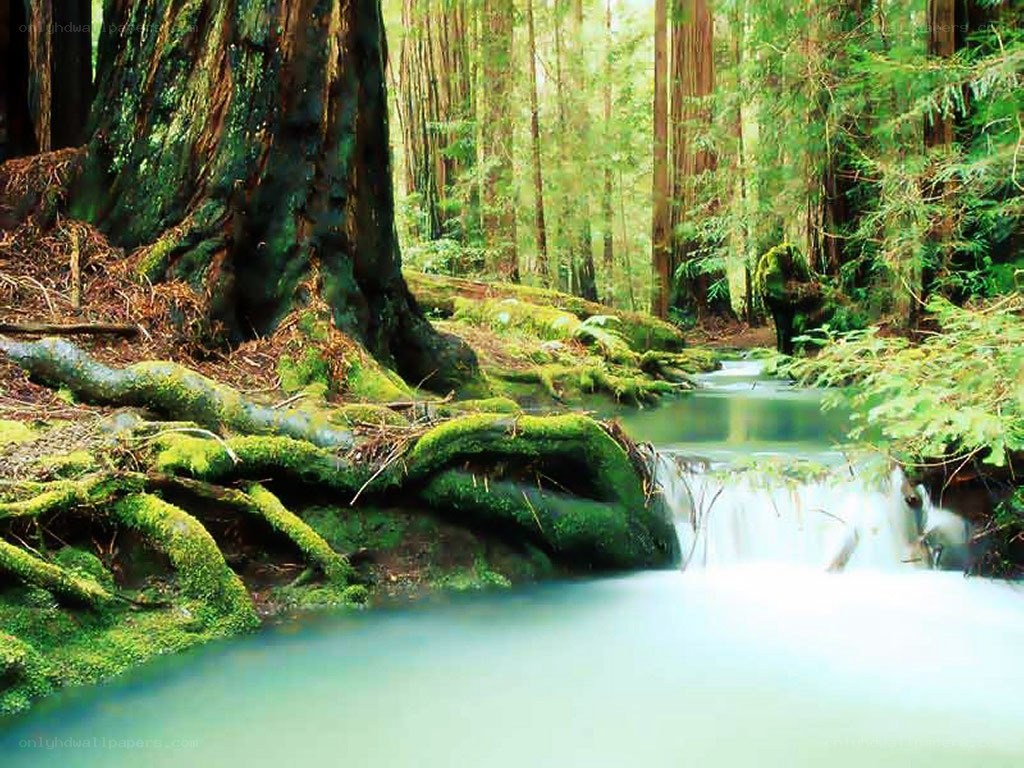 Mossy forest stream
