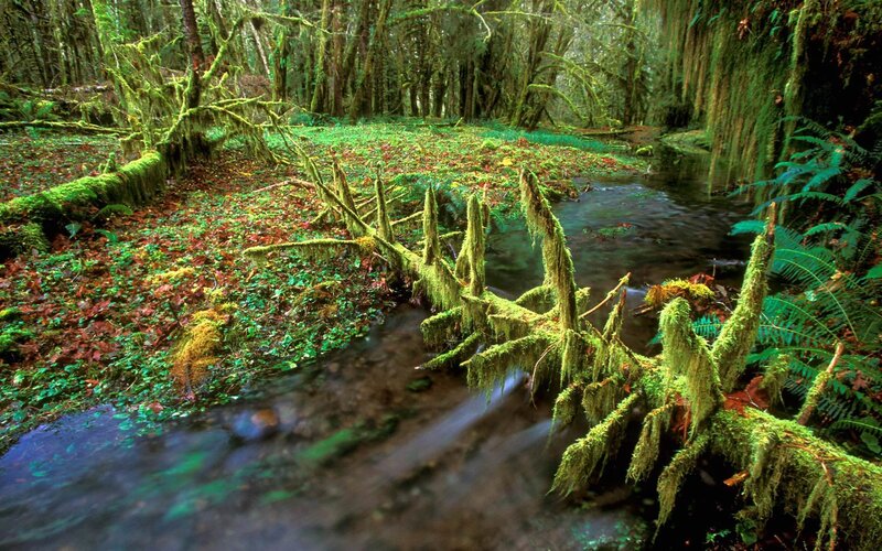 Mossy forest stream