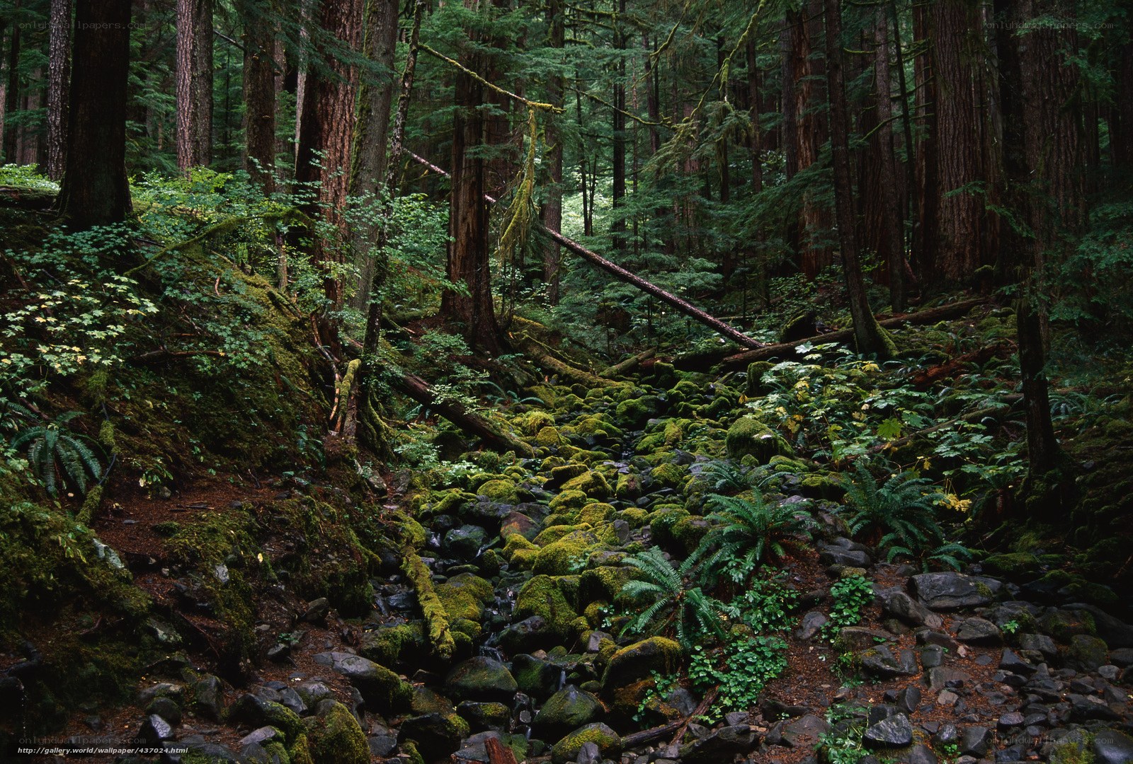 Mossy forest stream