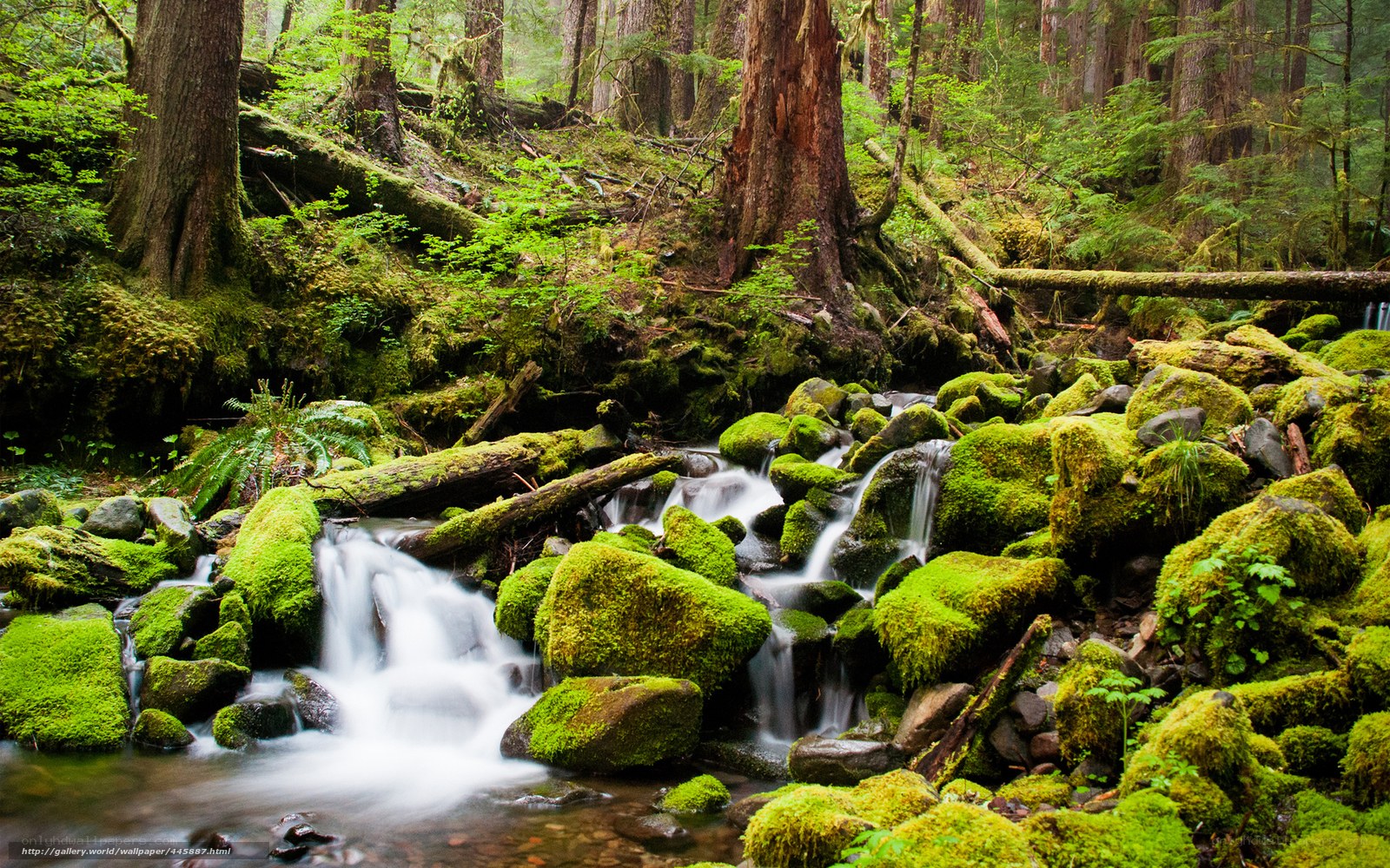 Mossy forest stream