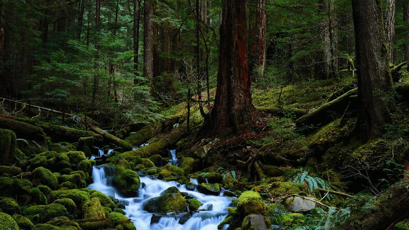 Mossy forest stream