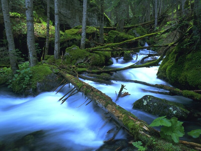 Mossy forest stream