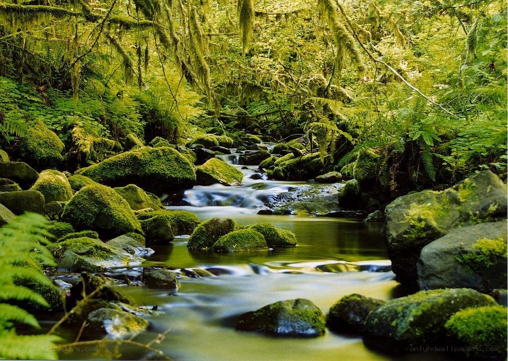 Mossy forest stream