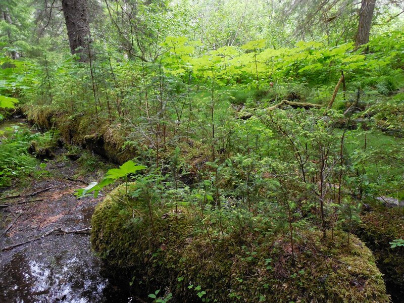 Mossy Forest Stream — Green, Lush
