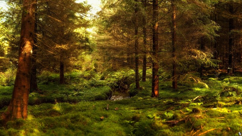 Mossy Forest Stream — Green, Serene, Afternoon
