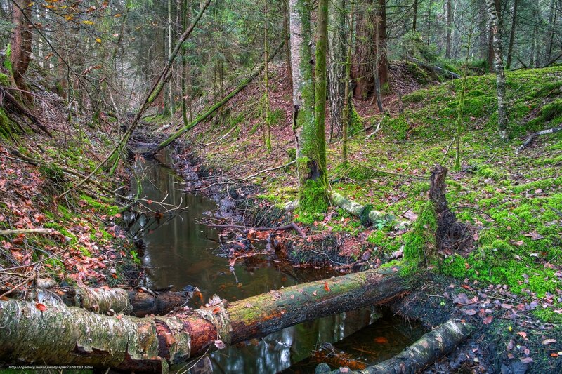 Mossy Forest Stream — Green, Serene, Autumn