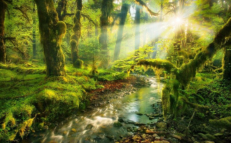 Mossy Forest Stream — Green, Serene, Morning, Photograph