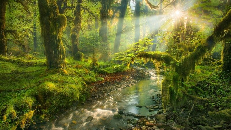 Mossy Forest Stream — Green, Serene, Morning, Photograph, Trees